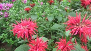 Монарда многолетняя или Садовый бергамот