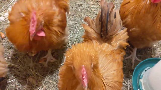 5-month-old orpington chickens / 5-месячные цыплята орпингтона #1 смотреть онлайн