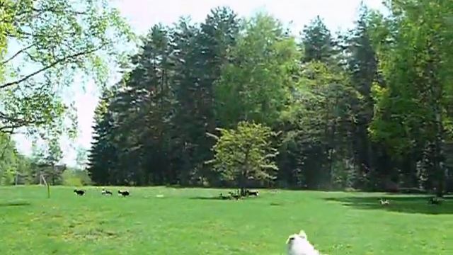 Бег без механического зайца смотреть онлайн