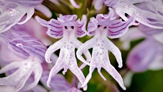 ТОП 10 САМЫЕ ОПАСНЫЕ РАСТЕНИЯ В МИРЕ. Хищные растения. Самые интересные факты смотреть онлайн