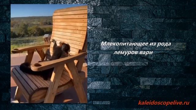 Млекопитающее из рода лемуров вари смотреть онлайн