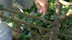 Как привить другой сорт на плодовое дерево? Инструкция по летней прививке