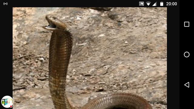 ТОП 5 Необычных змей смотреть онлайн