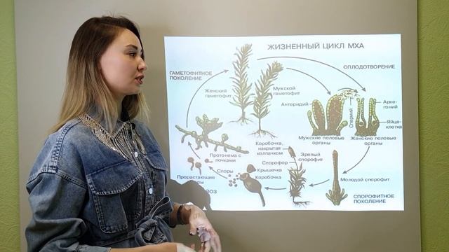Жизненный цикл мхов ЕГЭ по биологии смотреть онлайн