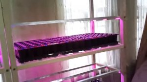 Стеллаж для рассады со светодиодной фитолентой.