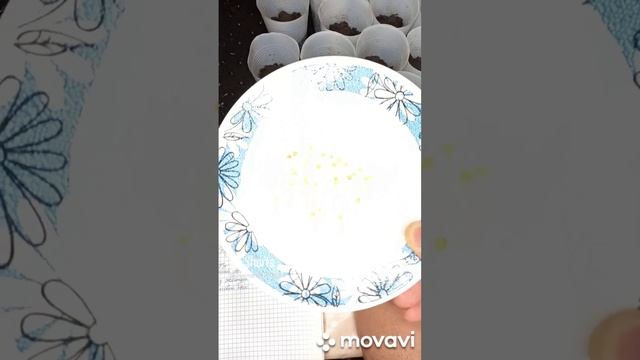 ОБЗОР СЛАДКОГО ПЕРЦА БУТУЗ ОТ ГАВРИШ. ОГОРОД НА КУБАНИ. shorts# смотреть онлайн