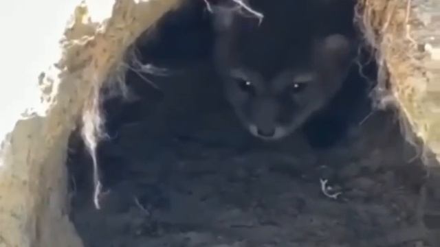 ? Эти маленькие милые комочки-щенята песцов