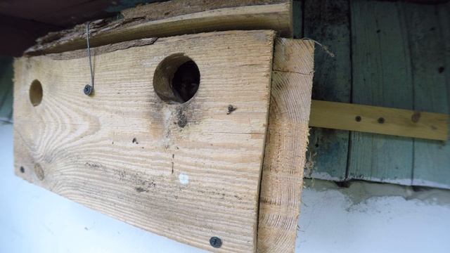 Воробей полевой 170506 1 под крышей дома 20170604GP 14