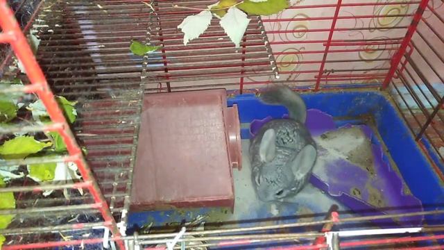 Шиншиллы купаются, белки прыгают. смотреть онлайн