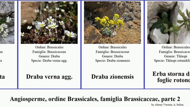 Angiosperme, ordine Brassicales, famiglia Brassicaceae, parte 2 cardamine malcolmia matthiola chia смотреть онлайн