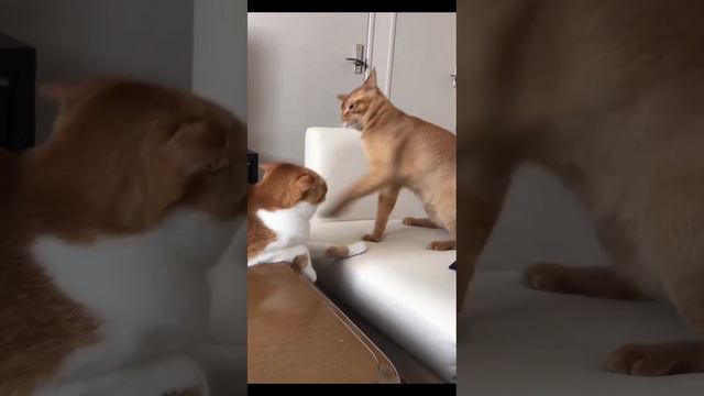 Марина Захарова