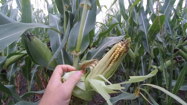 Огляд гібридів кукурудзи смотреть онлайн