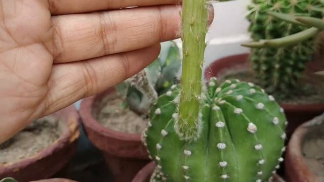 Echinopsis Oxygona Cactus Flower Start To End