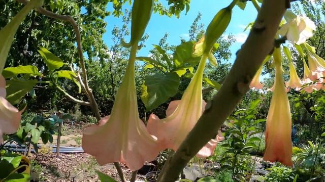 Бругмансия. Высаживаем в открытый грунт. -4C выдержала. смотреть онлайн