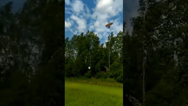 ЗОЛОТОЙ ОРЁЛ и РАДУЖНЫЙ ВОЗДУШНЫЙ ЗМЕЙ В НЕБЕ! РАЗВЛЕЧЕНИЕ ДЛЯ ВСЕЙ СЕМЬИ! смотреть онлайн