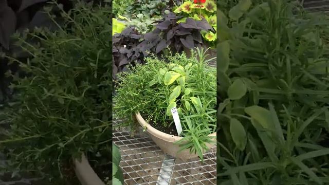 MATC North Greenhouse Journaling Crop Update April 24 2020 смотреть онлайн