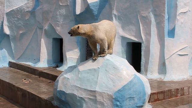 Белые медведи смотреть онлайн