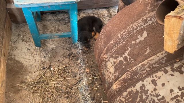 ОПЯТЬ РОДЫ?! МЫ ЕГО ПОТЕРЯЛИ! КОГО РОДИЛА КОЗА? НАША ФЕРМА! ЖИЗНЬ ПРОСТЫХ ЛЮДЕЙ В ДЕРЕВНЕ! смотреть онлайн