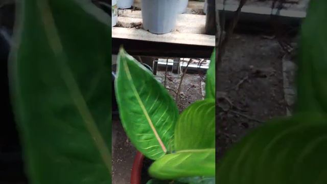 Aglonema Queen of siam смотреть онлайн