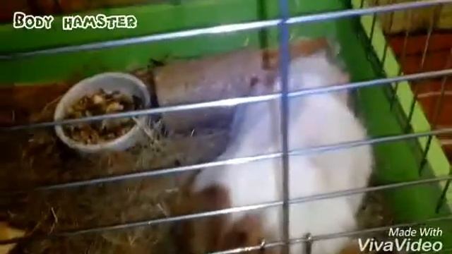 ЗВУКИ МОРСКОЙ СВИНКИ/Body hamster смотреть онлайн