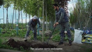 Как посадить КЛЕН на участке? Как правильно посадить клён ?