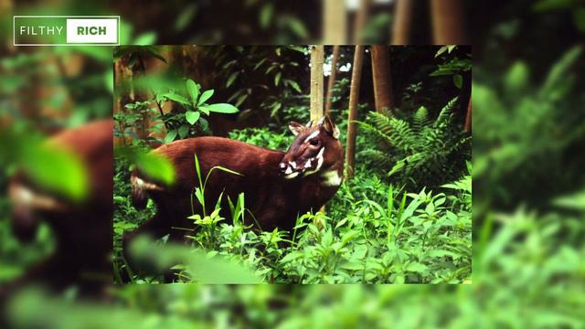 10 Most Endangered ANIMALS In The World | Filthy Rich