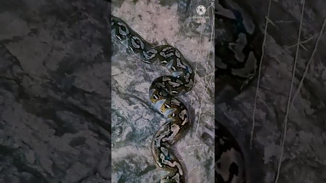 Reticulated Python found at middle of the night while i was traveling at Mote road смотреть онлайн