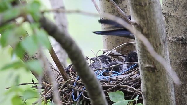 10 May 2020. Bird watching. Вороны с птенцами на гнезде смотреть онлайн