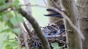 10 May 2020.  Bird watching. Вороны с птенцами на гнезде