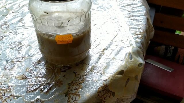 Дача/огурцы-желтые завязи,одна подкормка все исправит/сбор листьев на чай... смотреть онлайн