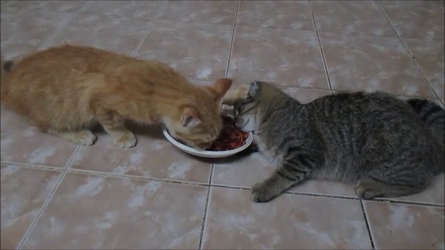 Selfish Cat Fighting For Food смотреть онлайн