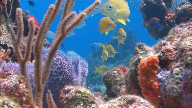 Подскажи мне, рыбка золотая смотреть онлайн