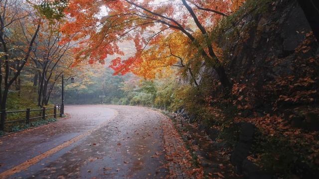 Walking in the Rain, Autumn Leaves and Binaural Rain Sounds for Sleep, Namsan Mountain, Seoul, ASMR смотреть онлайн