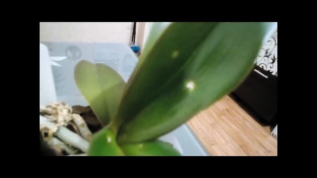 Пятна на листьях орхидеи.