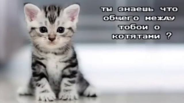 ты знаешь что общего между тобой и котятами? смотреть онлайн