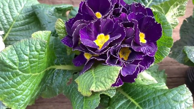 Primrose Plant Flower | Primula Acaulis