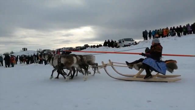 Как прошел "День оленевода" в Саранпауле смотреть онлайн