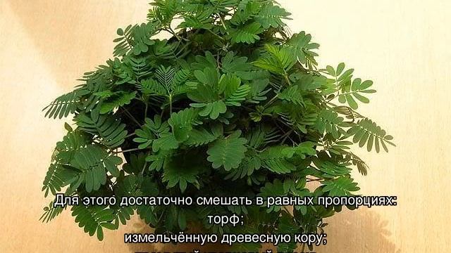 Мимоза стыдливая — что за растение, всё о ней смотреть онлайн