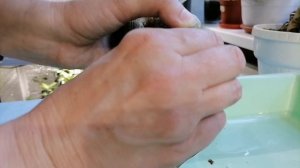 АДЕНИУМ. ПОДГНИЛИ КОРНИ. ЧТО ДЕЛАТЬ?