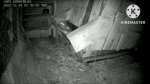 Куница уносит курицу.