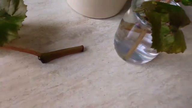 Черенки - Бегонии (Behonya) смотреть онлайн