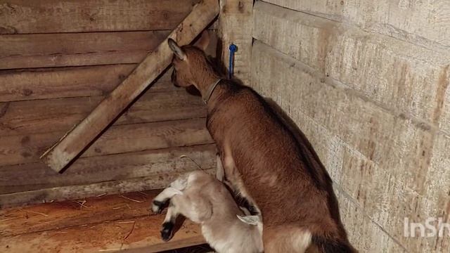 Как мы Козу покупали... смотреть онлайн