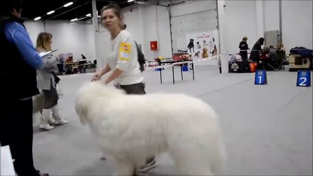 Южнорусская овчарка "Кумир" Москва 29.01.2017 смотреть онлайн