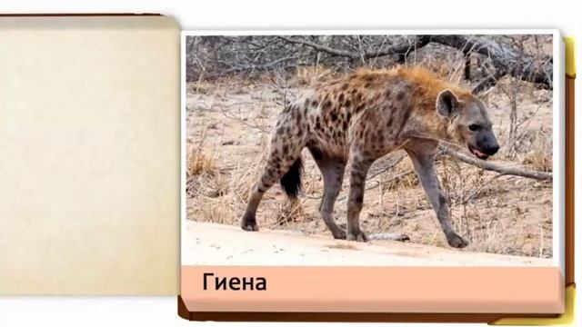 Обитатели Саванны. Обучающие карточки