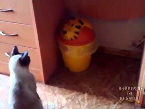 Кот и страшный тигр смотреть онлайн