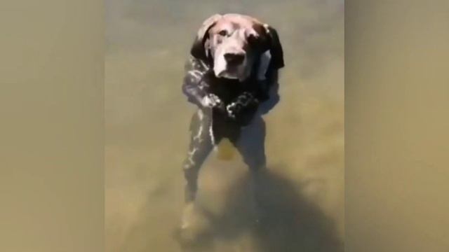 Пёс просит прощения за испорченную рыбалку 🤗