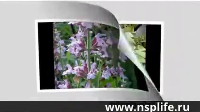 BP-С ( Би-Пи-Си) от компании NSP смотреть онлайн