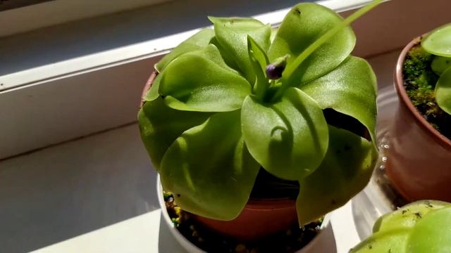 Жирянка (Pinguicula). Содержание и уход. Насекомоядное растение.Хищник.