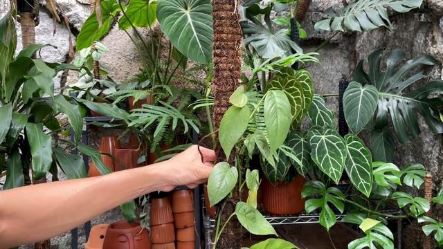 Epipremnum Cebu Blue Care And Propagation (with Updates)