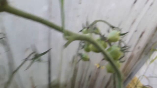 Обзор самого обильного томатика 2021 смотреть онлайн